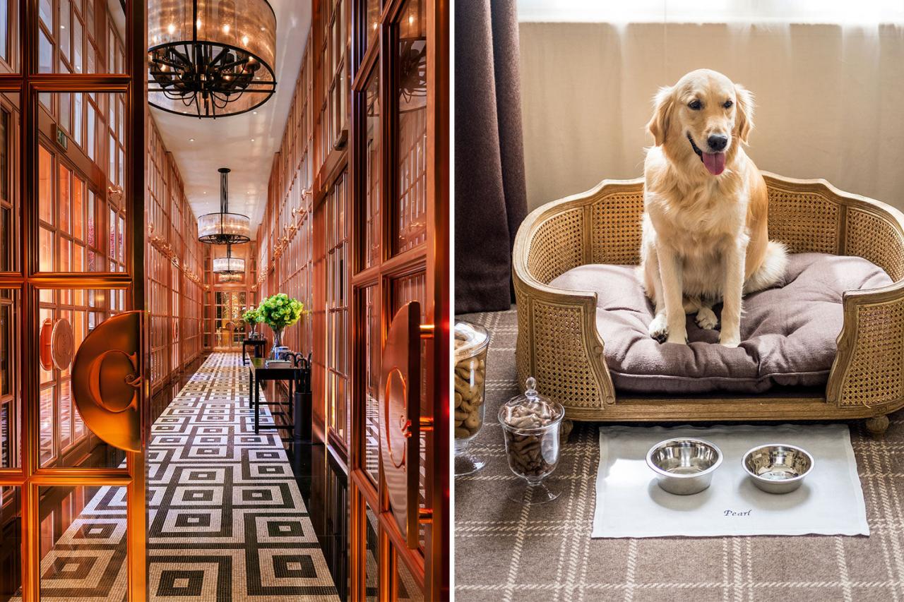 Best Pet-Friendly Luxury Hotels for Upscale Stays