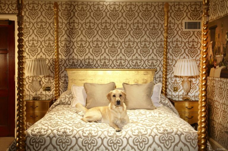 Best Pet-Friendly Luxury Hotels for Upscale Stays